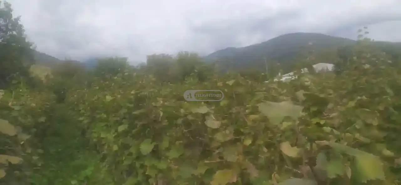 ვენახი ართანაში