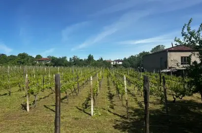 Land plot with vineyard in Tsinandali