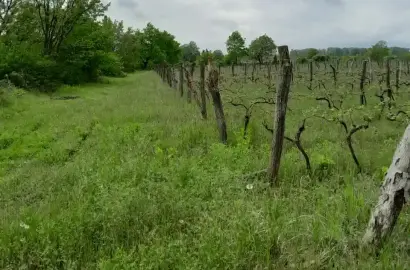 Saperavi vineyard near Shakriani