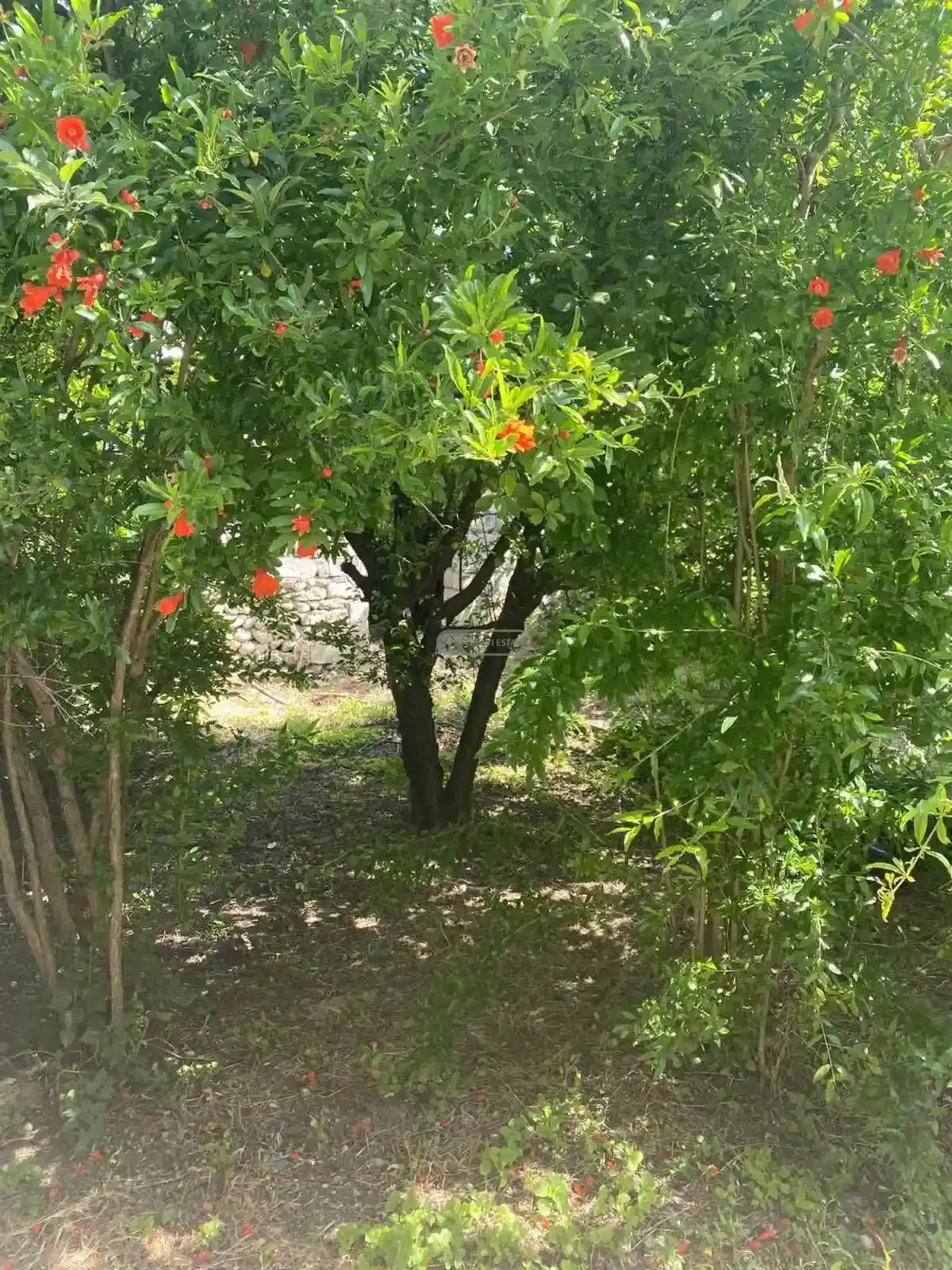 სახლი პატარძეულში