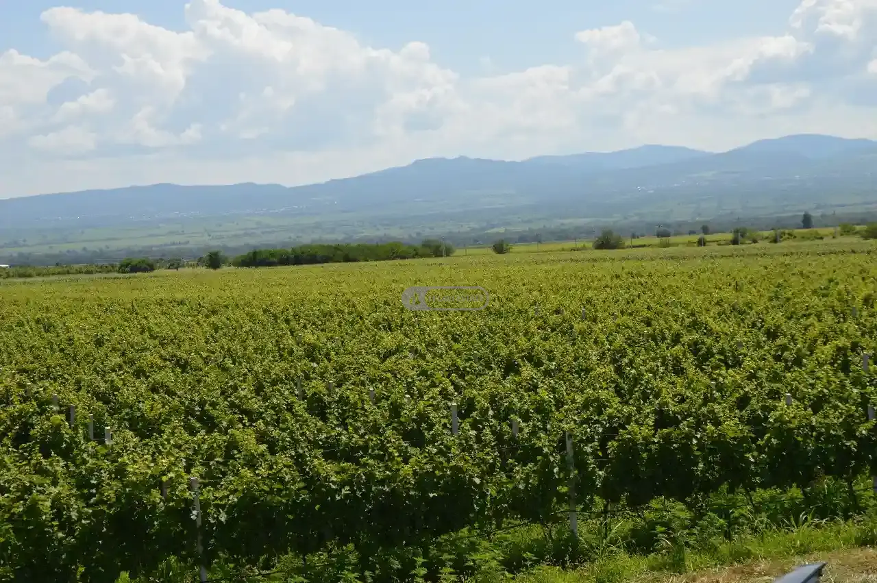 Vineyard in Shilda