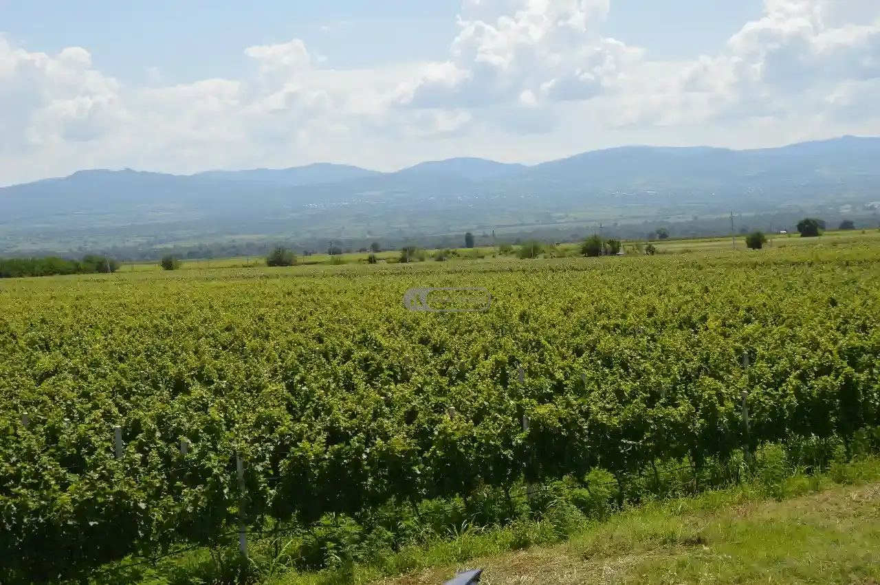 Vineyard in Shilda