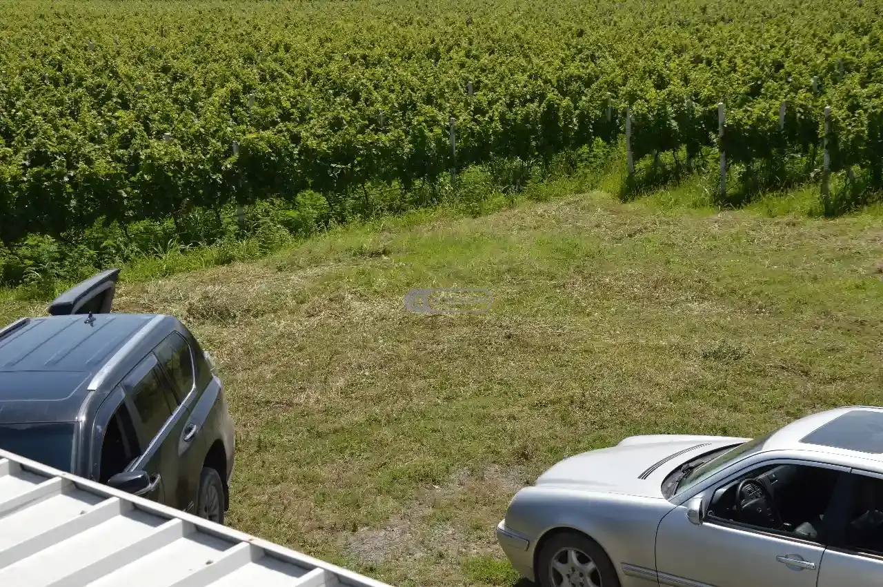 Vineyard in Shilda