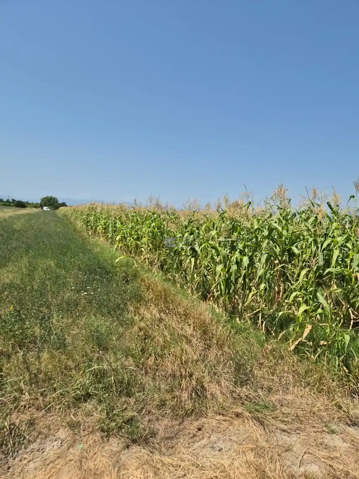 მიწის ნაკვეთი კოღოთოში